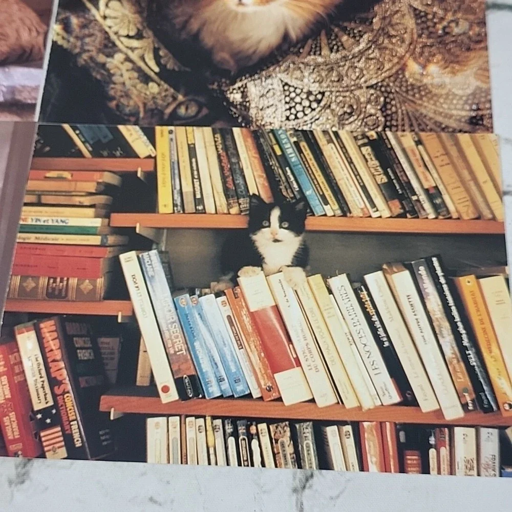 Vintage Oversized Kitty Cat‎ Postcards 7pc Lot #4